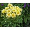 leucanthemum-maximum-banana-cream-