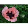 papaver-orientale-konigin-alexandra-