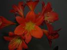 Orange clivia