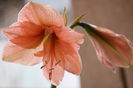 Hippeastrum Rilona