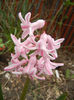 Hyacinth Fondant (2013, April 09)