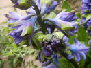 Hyacinth Isabelle (2013, April 09)