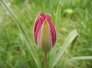 Tulipa Persian Pearl (2013, April 09)