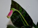 Kohleria Jessica (ni)