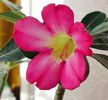 Adenium Anouk