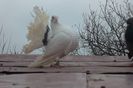 SAM_8943