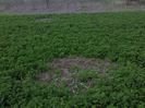 IMG0938A