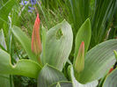 Tulipa Pinocchio (2013, April 08)