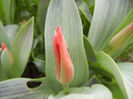 Tulipa Pinocchio (2013, April 09)