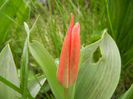 Tulipa Pinocchio (2013, April 09)