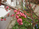Prunus triloba (2013, April 09)