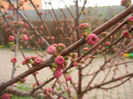 Prunus triloba (2013, April 09)