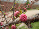 Prunus triloba (2013, April 09)