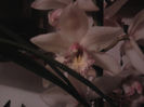 cymbidium