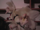 cymbidium