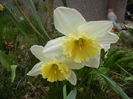 Narcissus Ice Follies (2013, April 09)