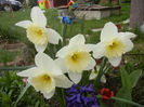 Narcissus Ice Follies (2013, April 09)
