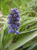 Muscari armeniacum (2013, April 09)