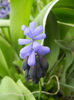 Muscari latifolium (2013, April 09)