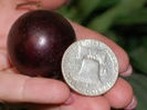 MUSCADINE srtuguri gigant lastari
