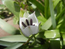 Tulip Alba Coerulea Oculata (2013, Apr.10)