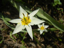 Tulipa Turkestanica (2013, April 10)