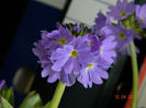 primula-denticulata-lilac