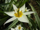 Tulipa Turkestanica (2013, April 10)