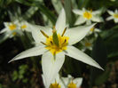 Tulipa Turkestanica (2013, April 10)
