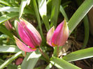 Tulipa pulchella Violacea (2013, April 10)