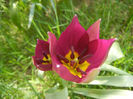 Tulipa Persian Pearl (2013, April 10)