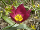 Tulipa Persian Pearl (2013, April 10)