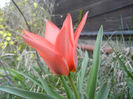 Tulipa Toronto (2013, April 10)