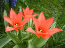 Tulipa Toronto (2013, April 10)