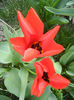 Tulipa Madame Lefeber (2013, April 10)