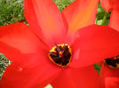 Tulipa Madame Lefeber (2013, April 10)
