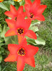 Tulipa Madame Lefeber (2013, April 10)