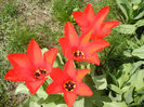 Tulipa Madame Lefeber (2013, April 10)