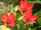 Tulipa Madame Lefeber (2013, April 10)