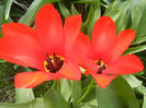 Tulipa Madame Lefeber (2013, April 10)