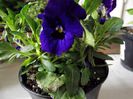 viola violet(panseluta)