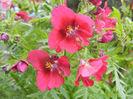 Schizanthus pinnatus Red (2013, Apr.09)
