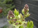Syringa vulgaris_Lilac (2013, April 09)