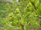 White Lilac Tree (2013, April 09)