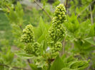 White Lilac Tree (2013, April 09)