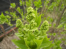 White Lilac Tree (2013, April 09)