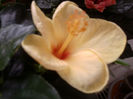 Fotografie0795