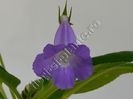 Sinningia Luci s Blue dream