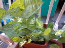 DSCN0258
