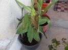 DSCN0265